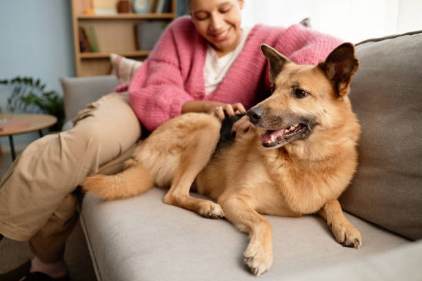 istock Smiling Woman Petting Happy Dog on Sofa 2198546119