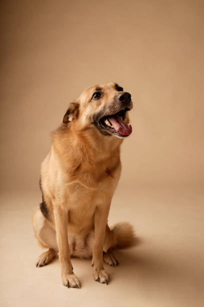istock Sitting German Shepherd Dog Looking Happy and Relaxed 2198546129