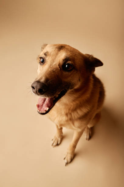 istock Adorable Brown Dog Sitting on Beige Background Looking Excited 2198546142