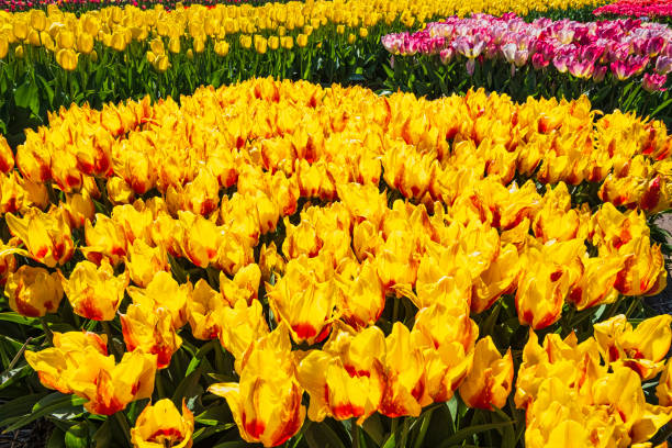 View of a flowerbed with yellow-red blooming tulips