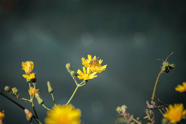 Close-up of a honey bee collecting pollen from vibrant yellow wildflowers, with a soft-focus background enhancing the bee's activity