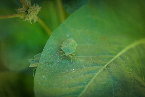 Close-up of a vibrant green stink bug exploring a lush leaf in its natural habitat