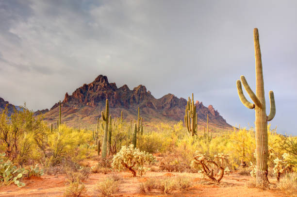 istock Ironwood Forest National Monument 2198547214