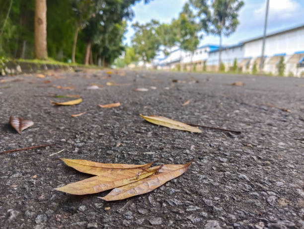 dry leaves falling on the road in spring