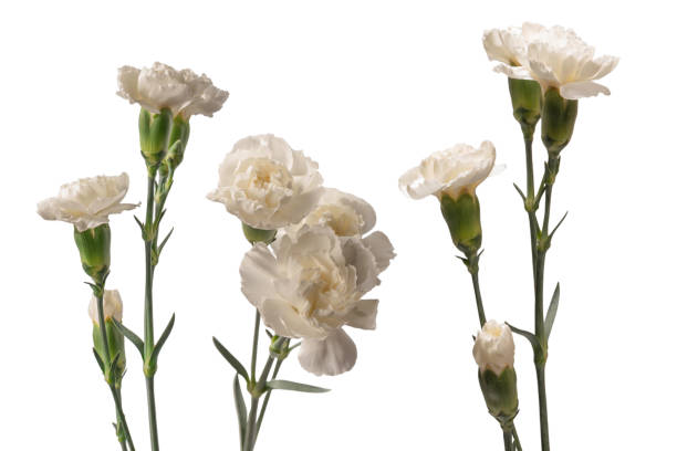 istock White carnation flower isolated on a white background. 2198547579