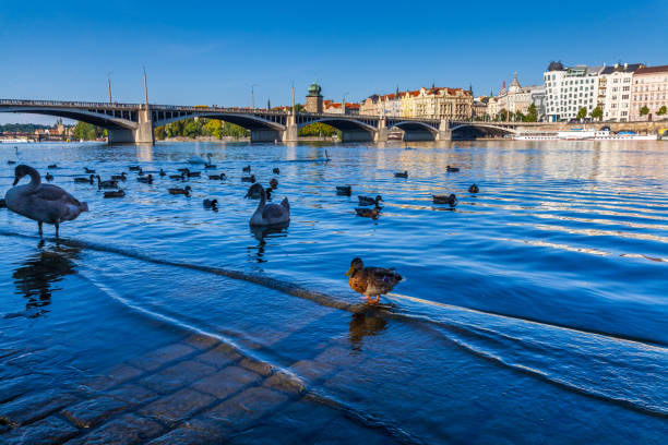 istock A wide river with ripples, featuring various ducks and birds swimming, with a bridge and a cityscape backdrop under a clear blue sky. 2198548030
