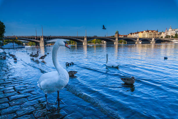 istock A white swan stands on a cobblestone embankment by a river with ducks, with a bridge and cityscape visible in the background under a blue sky. 2198548158