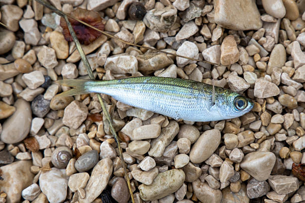 istock Fresh Fish on Gravel Beach Under Natural Lighting 2198548521