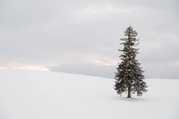 istock Christmas tree covered with snow in Biei, Hokkaido 2198549075