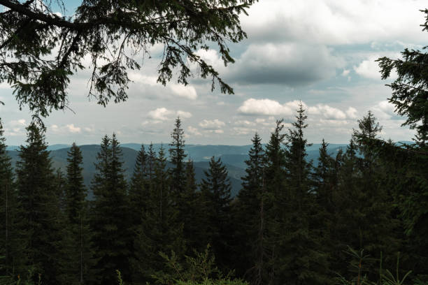 istock Towering pines stand tall against the backdrop of rolling hills. 2198550493