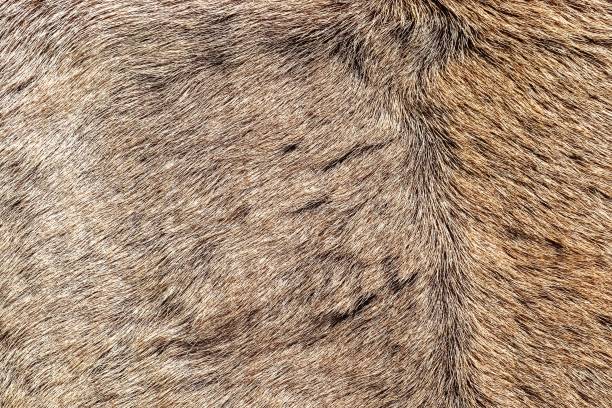 istock Close up of brown animal fur texture creating soft background 2198551778