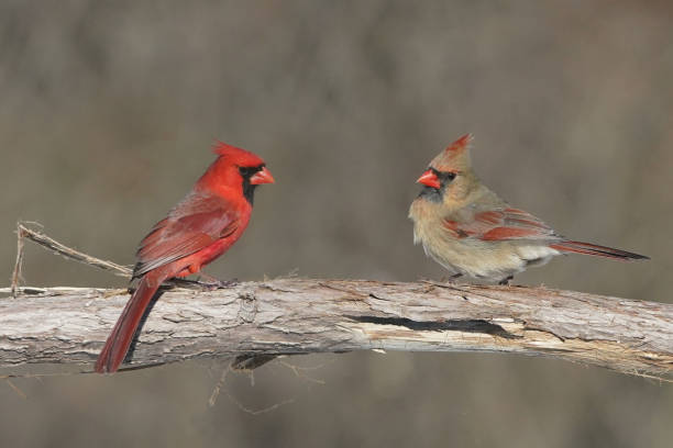 istock Cardinals in winter 2198553126