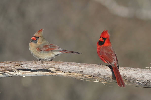 istock Cardinals in winter 2198553127