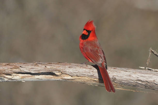 istock Cardinals in winter 2198553128
