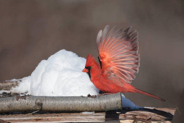 istock Cardinals in winter 2198553133