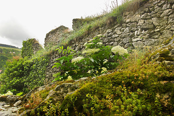 The ancient Castle in Slovakia. White flowers against the ruined castle wall.