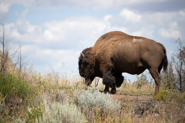 istock Buffalo eating grass in the badlands 2198553529