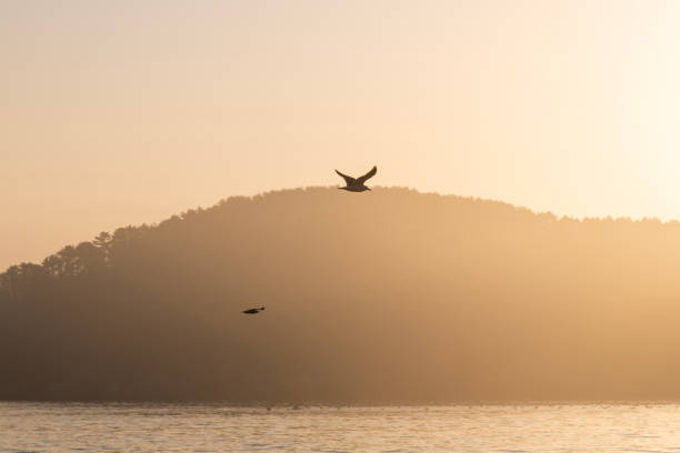 istock seagull flying on the sea at dawn 2198554243