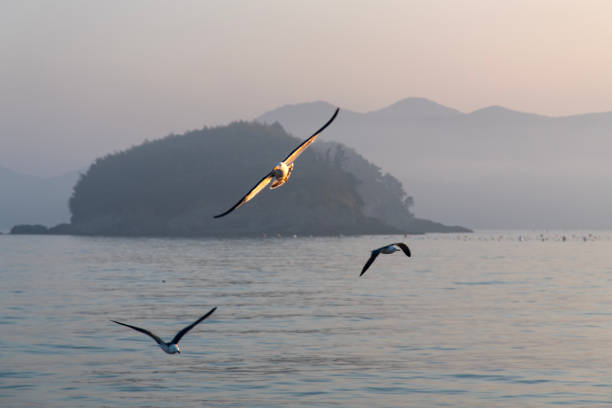 istock seagull flying on the sea at dawn 2198554361