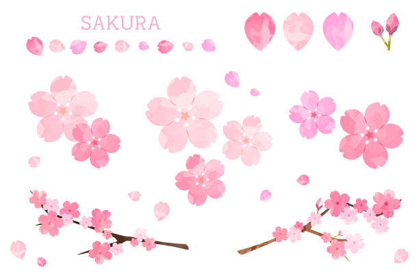 Cherry blossom illustration Cherry blossom petal clip art set. Watercolor touch sakura matsuri stock illustrations