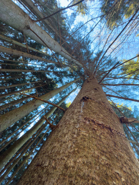 istock Upward View of Tall Pine Trees in Forest 2198555361