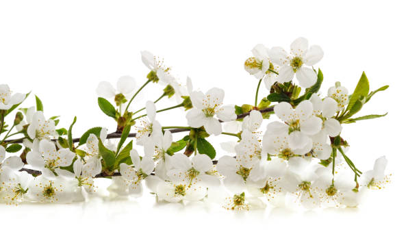 istock Branch of blooming cherry. 2198555401