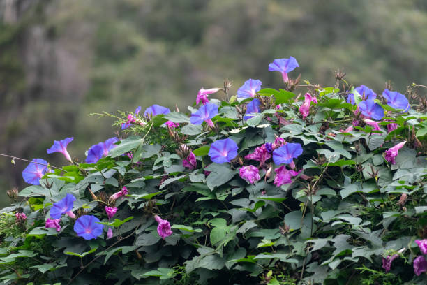 Beautiful Ipomoea indica vines bloom