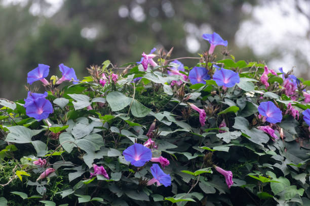 istock Beautiful Ipomoea indica vines 2198556279
