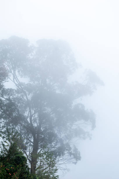 istock Dense fog envelops trees in Coaker's Walk 2198556549