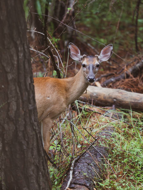 istock Small Deer in the Forest in south Carolina 2198556777