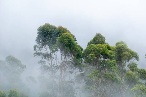 istock Trees rise through a thick blanket of mist 2198556914