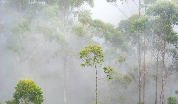 Misty morning enveloping lush trees in Kodaikanal