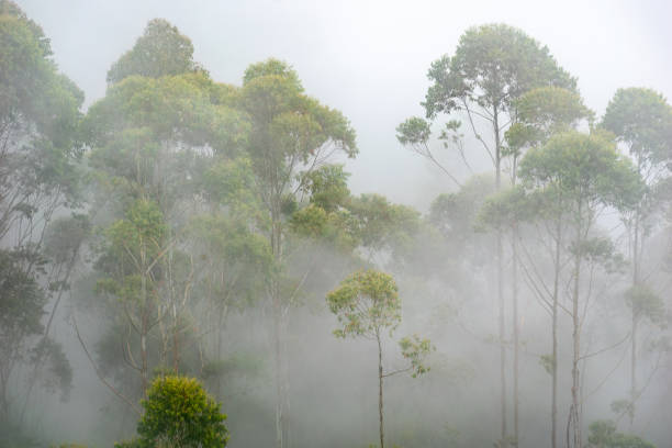 istock Trees rise through a thick blanket of mist 2198556924