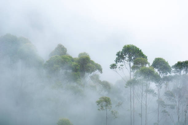 istock Misty morning enveloping lush trees in Kodaikanal 2198556925