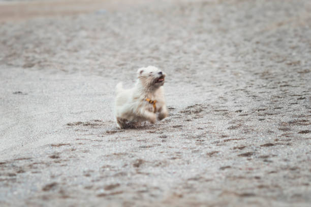 Cute small Jack Russell Terrier. Dog runs with power over a wet meadow in fog and bad weather and has fun.