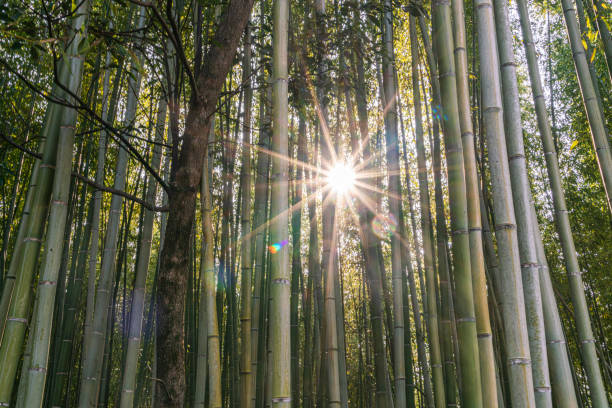 Arashiyama Bamboo Forest in Kyoto, Japan