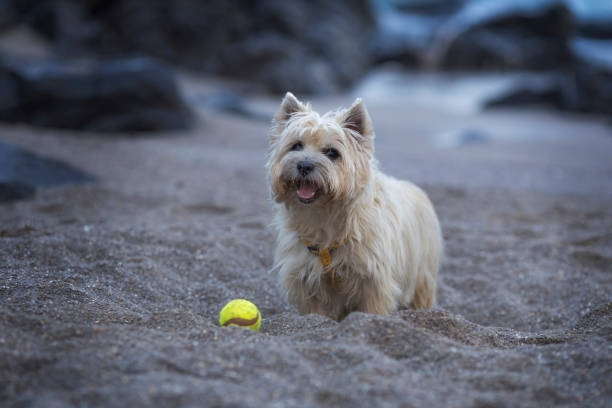 A dog plays with a ball on the beach