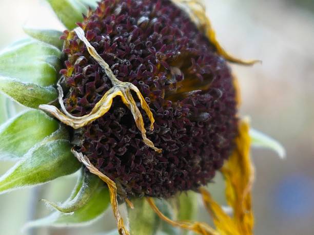 sunflower stock photo