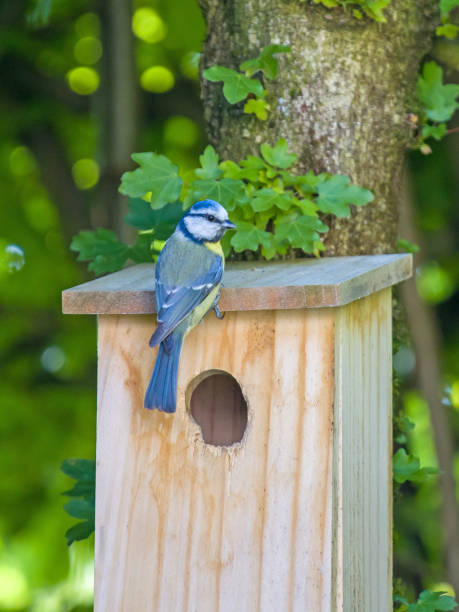 istock a blue tit sitting at a nest box looks towards the camera 2198558706