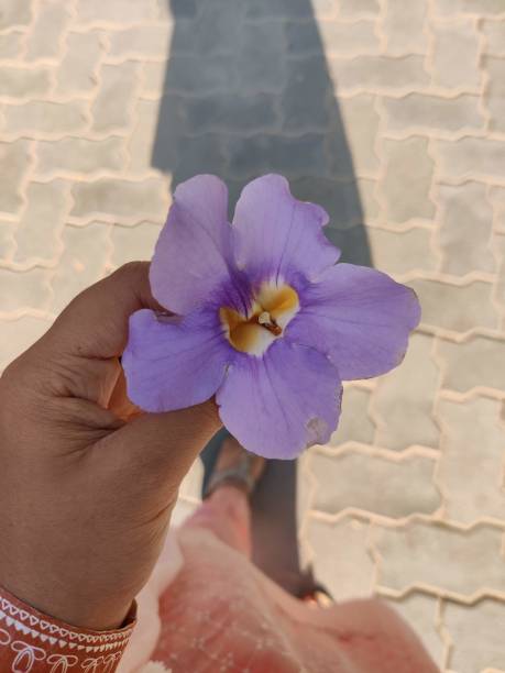 istock Bengal Clock vine - stock photo 2198558948