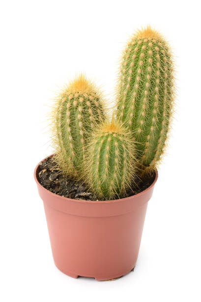 istock Beautiful cactus in pot isolated on white 2198559686