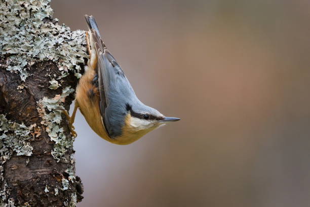 istock Common bird Sitta europaea aka Eurasian nuthatch is crawling on the tree upside down. 2198560683