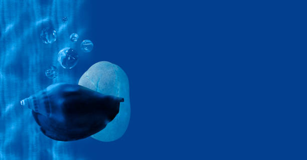 istock Sea shells with stones and water bubbles on dark blue background 2198561637