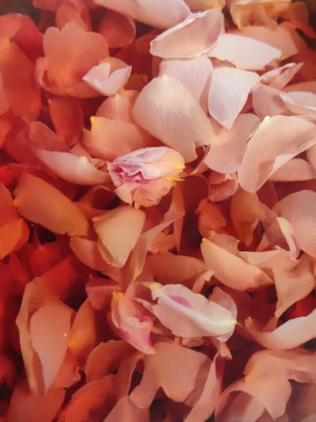 istock Making rose water at home - stock photo 2198562252