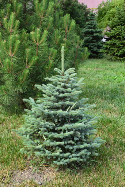 istock Lush Green Spruce in Well-Maintained Park 2198565387