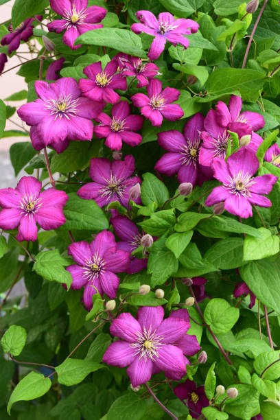 istock Vibrant Magenta Clematis with Yellow Centers 2198565555