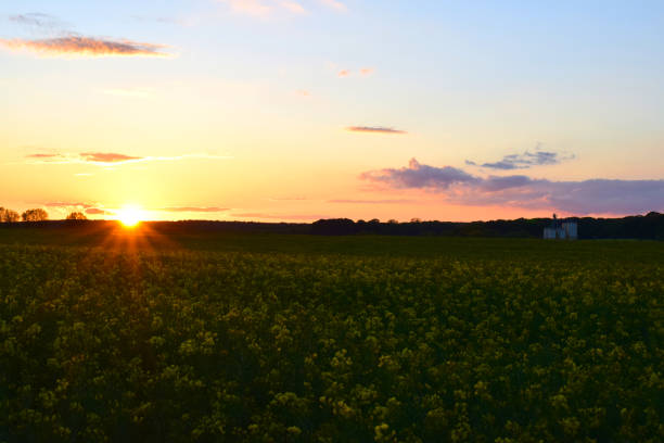 istock Sunset over canola field with grain silos 2198566748