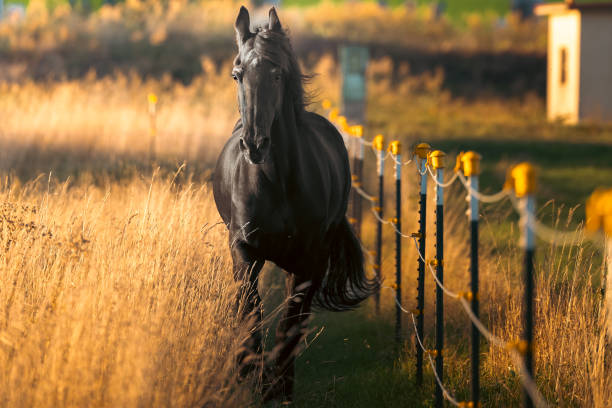 istock Majestic Black Horse Walking Through a Sunlit Field 2198568967