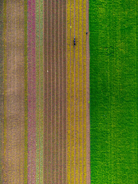 istock Top view of tulip field 2198568976