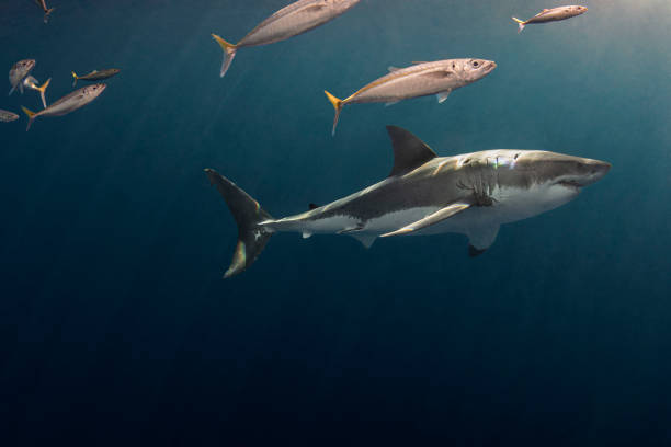 istock Shark and Little Fishes 2198569271